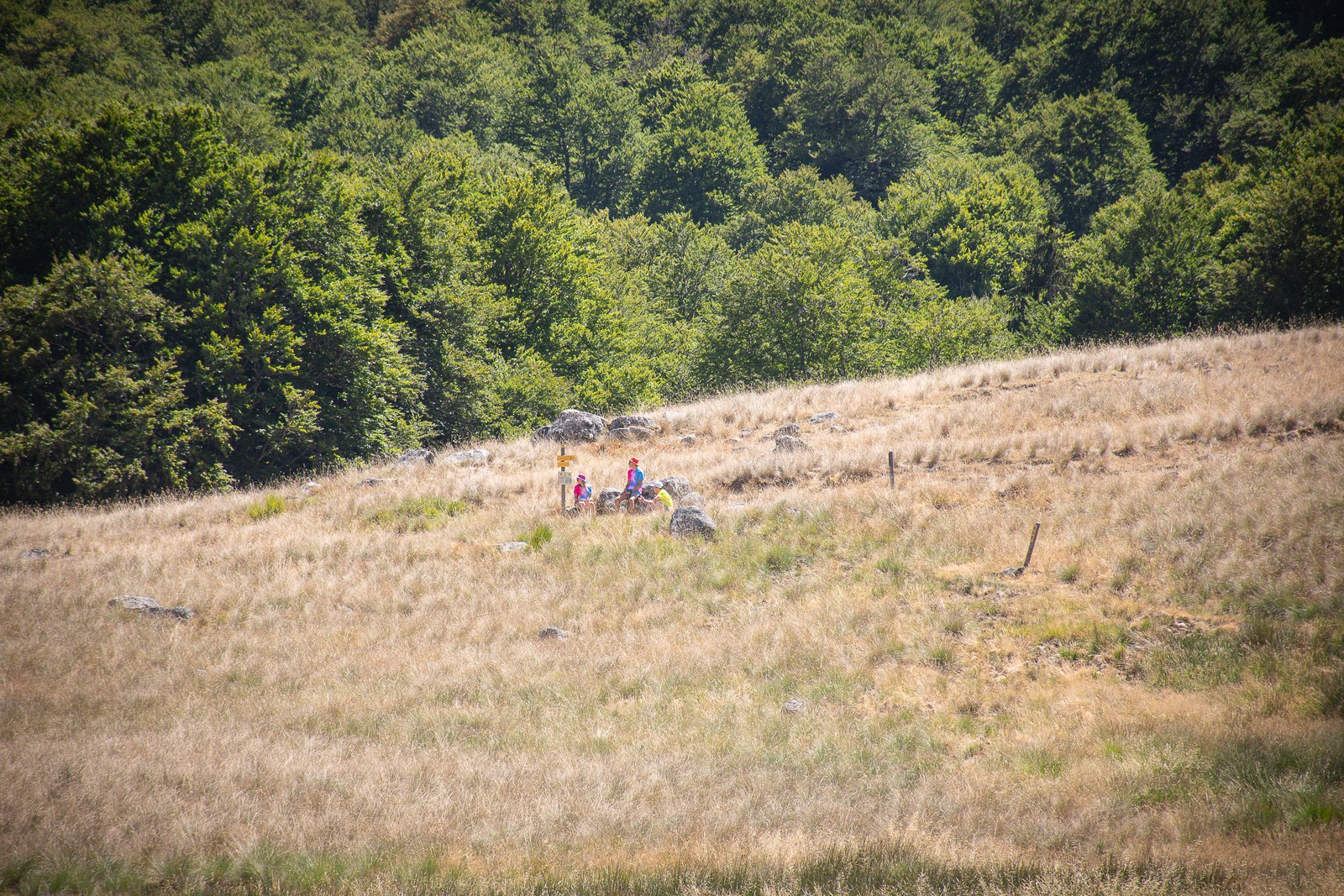 Paysage de lande vide, herbes hautes et forêt au loin